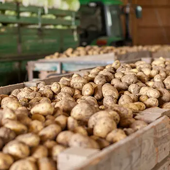 How Long Do Potatoes Last? - choosing the right container