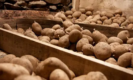 How Long Do Potatoes Last?