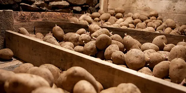 How Long Do Potatoes Last?