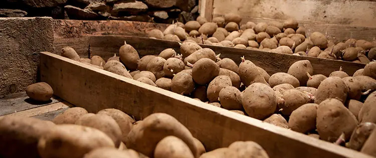 How Long Do Potatoes Last?