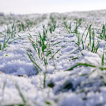 How To Winter-Proof Your Garden