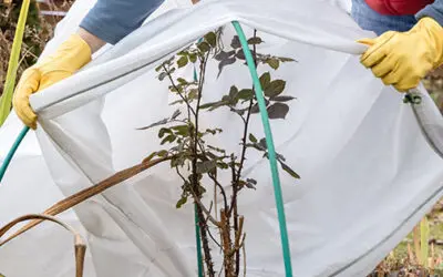 How To Winter-Proof Your Garden