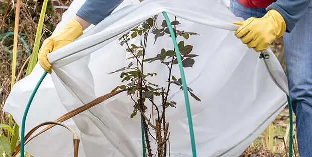 How To Winter-Proof Your Garden