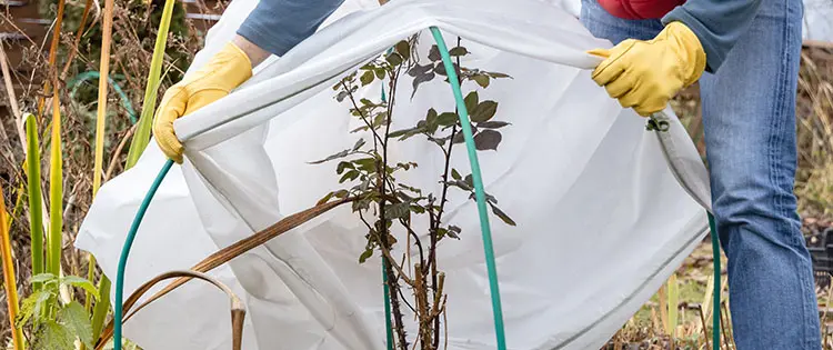 How To Winter-Proof Your Garden