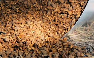 Never Feed This To Your Livestock