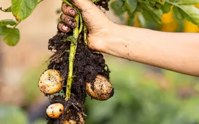 Why You Should Cure Potatoes Before You Store Them for Winter