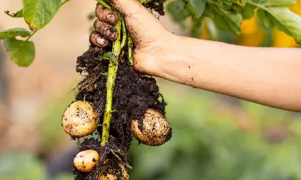 Why You Should Cure Potatoes Before You Store Them for Winter
