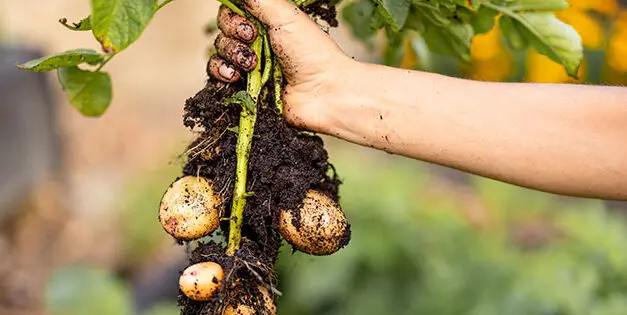 Why You Should Cure Potatoes Before You Store Them for Winter