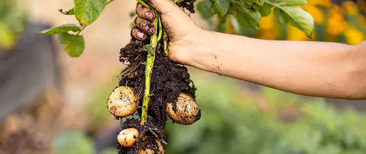 Why You Should Cure Potatoes Before You Store Them for Winter