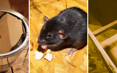 DIY Harmless Rat Trap (With Step-by-Step Pictures)