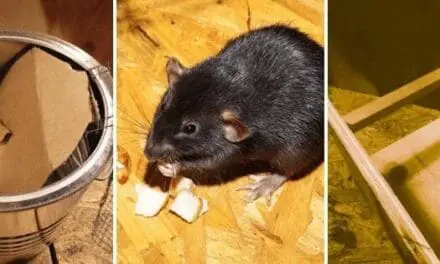 DIY Harmless Rat Trap (With Step-by-Step Pictures)