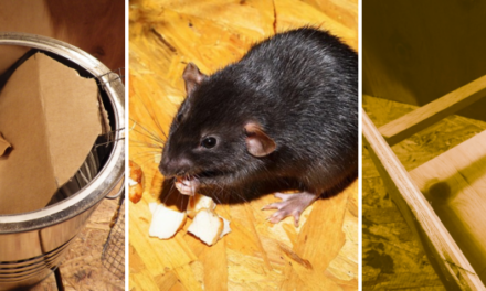 DIY Harmless Rat Trap (With Step-by-Step Pictures)