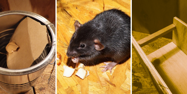 DIY Harmless Rat Trap (With Step-by-Step Pictures)