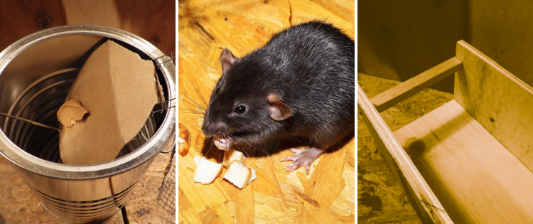 DIY Harmless Rat Trap (With Step-by-Step Pictures)