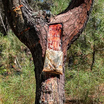 How People Used To Store Food Before Refrigerators - pine resin