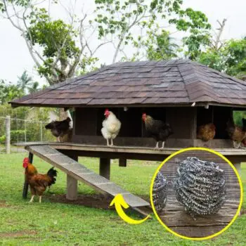 Ingenious Uses for Steel Wool - chicken coop wool steel uses