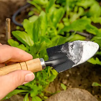 Lemon + Baking Soda - garden uses