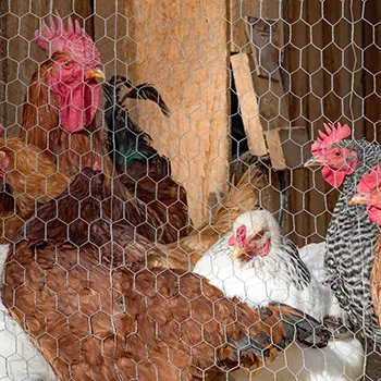 Chicken Coop Mistakes about overcrowding