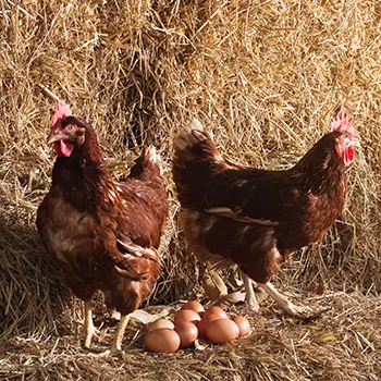 making a chicken coop mistake when forgetting to harvest the fresh eggs
