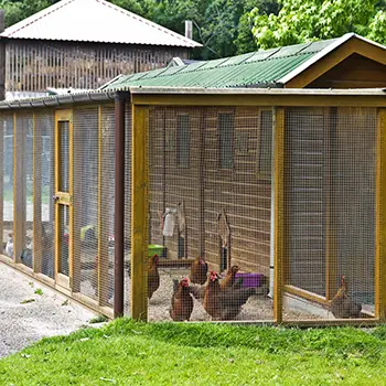 chicken coop mistakes chicken run