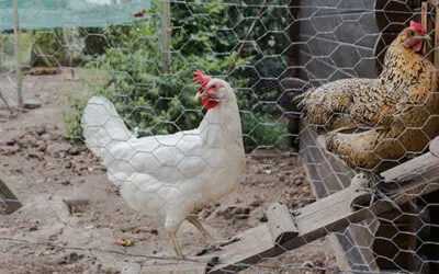 Chicken Coop Mistakes You Should Avoid at All Costs