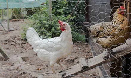 Chicken Coop Mistakes You Should Avoid at All Costs