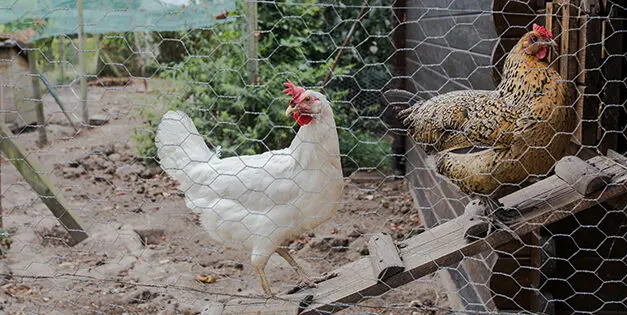 Chicken Coop Mistakes You Should Avoid at All Costs