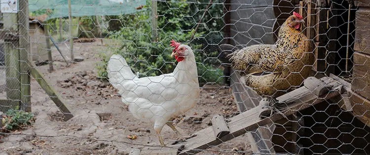 Chicken Coop Mistakes You Should Avoid at All Costs