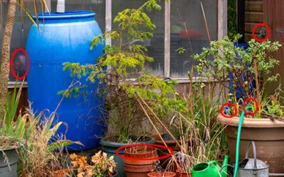 Signs You’re Probably Not Taking Homesteading Seriously