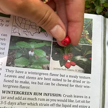 skills to outlive a crisis with foraging