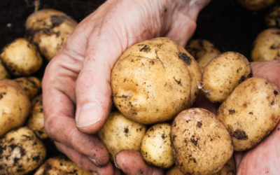 DIY Potato Growing Box