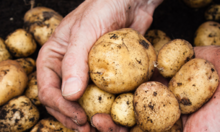 DIY Potato Growing Box