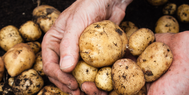 DIY Potato Growing Box