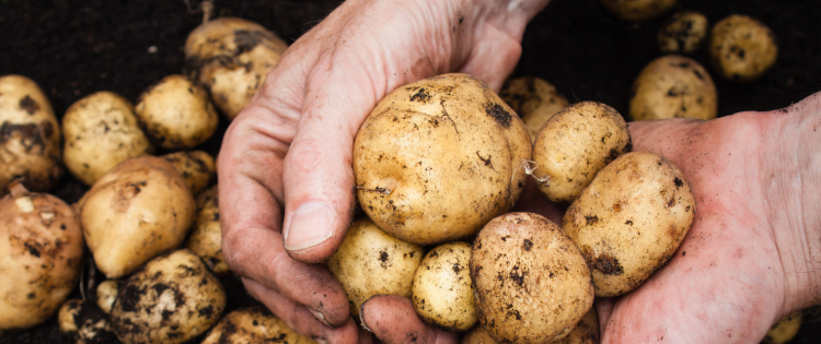 DIY Potato Growing Box