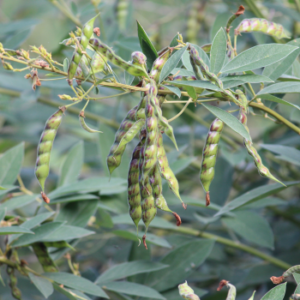 pigeon peas in pods