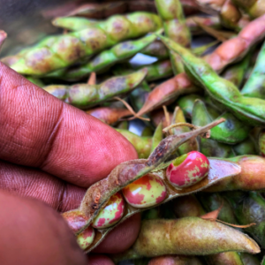 pigeon peas harvest