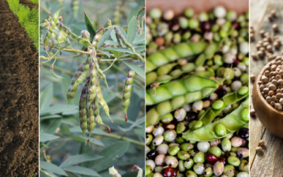Pigeon Peas