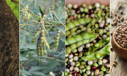 Pigeon Peas
