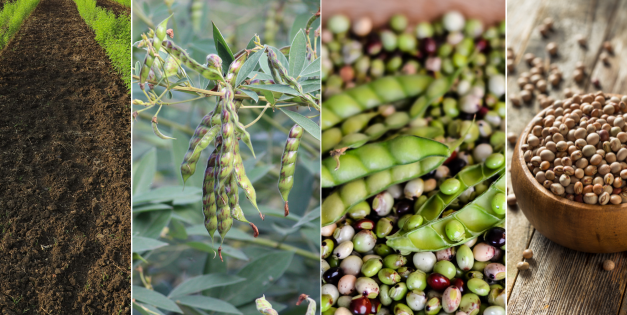 Pigeon Peas