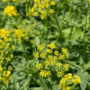 Wild plants