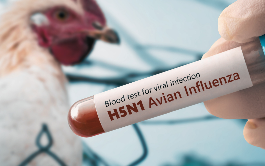 Can You Catch Bird Flu From Chickens? What No One’s Telling You