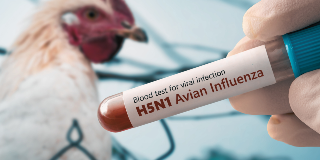 Can You Catch Bird Flu From Chickens? What No One’s Telling You