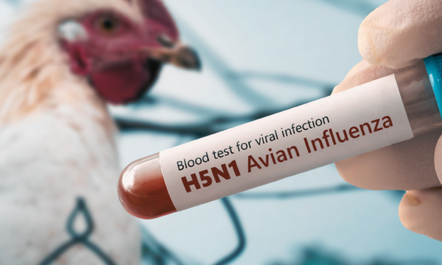 Can You Catch Bird Flu From Chickens? What No One’s Telling You