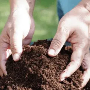 compost 