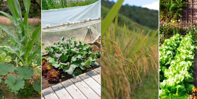 Gardening Tips Learned from Native Americans