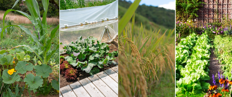 Gardening Tips Learned from Native Americans