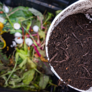 vermicompost