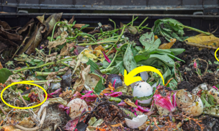 How Do You Speed Up Composting