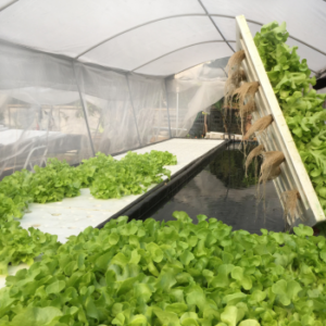 aeroponics lettuce