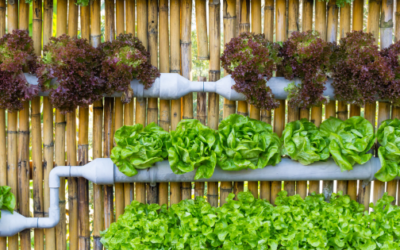 How to Grow an Endless Supply of Food in Thin Air